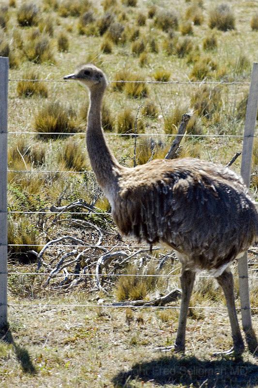 20071213 113207 D2X 2800x4200 v2.jpg - Nandu (resembles a small ostrich), Torres del Paine National Park